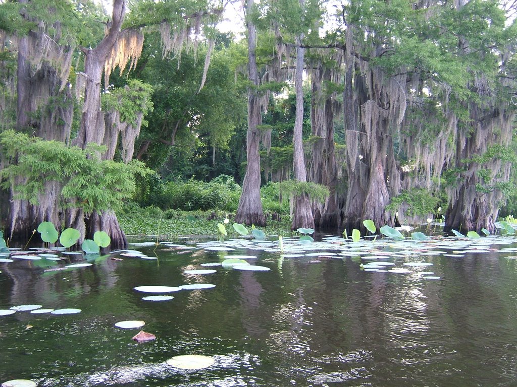 Caddo Lake by gman195674