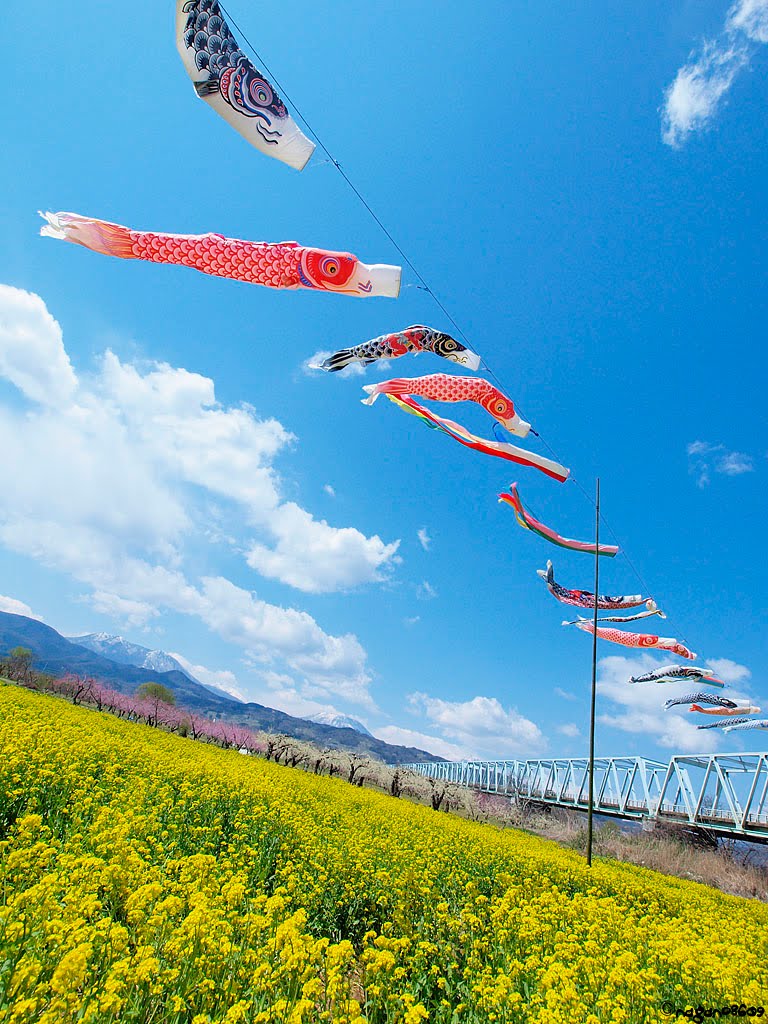 Carp streamer and Rape blossoms 鯉幟と菜の花 by nagano8609