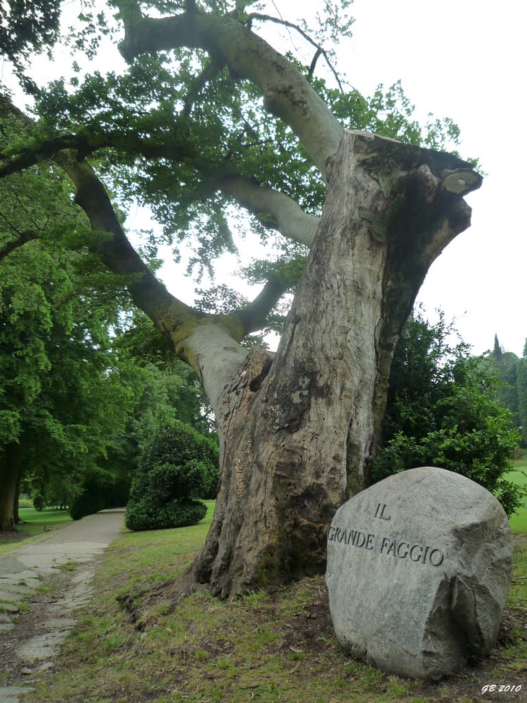 Parco Giardino Sigurtà - il Grande Faggio by GabrieleB.77