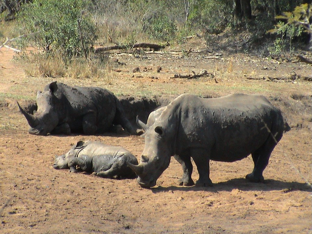 Rhino's we saw while walking on foot with a ranger by rw.nederlof