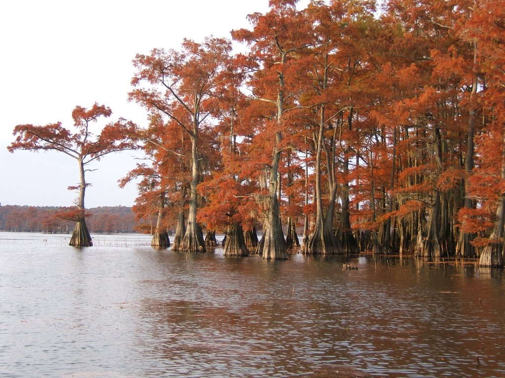 Jap Island in the fall by gman195674