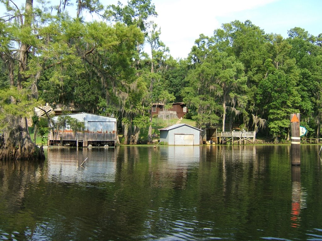 Alligator Bayou by gman195674