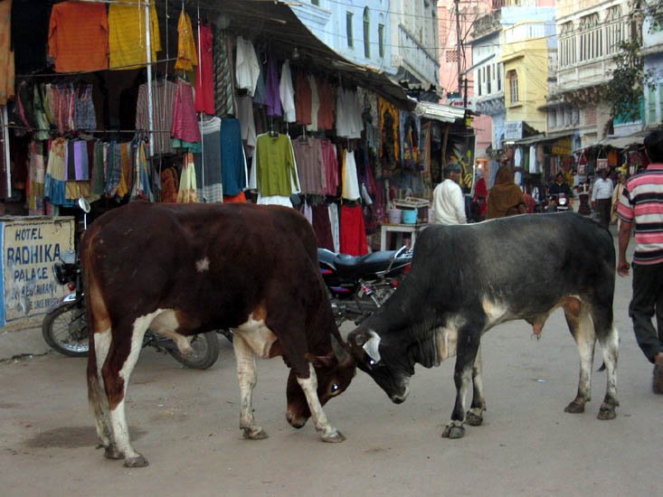 Vacas sagradas en Pushkar by G76 by Gabijm76