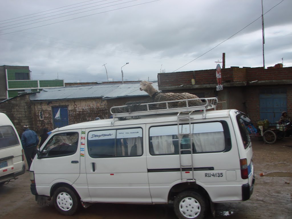 Transporte de lhama by Hoskovisk