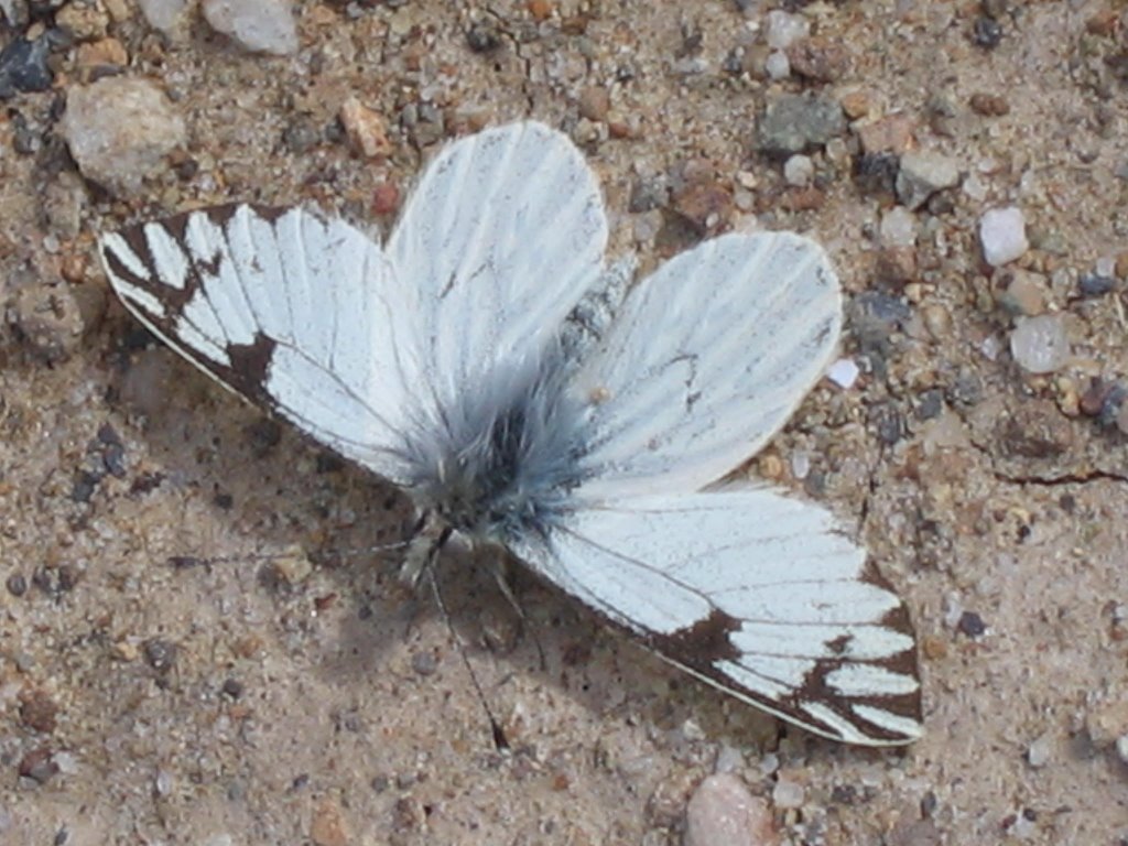 Pieridae N. D. by Rubén Arturo Guzmán …