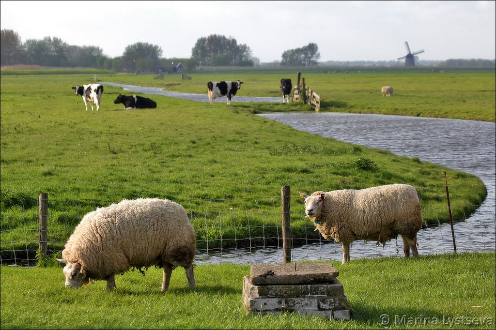 Sheeps by Marina Lystseva