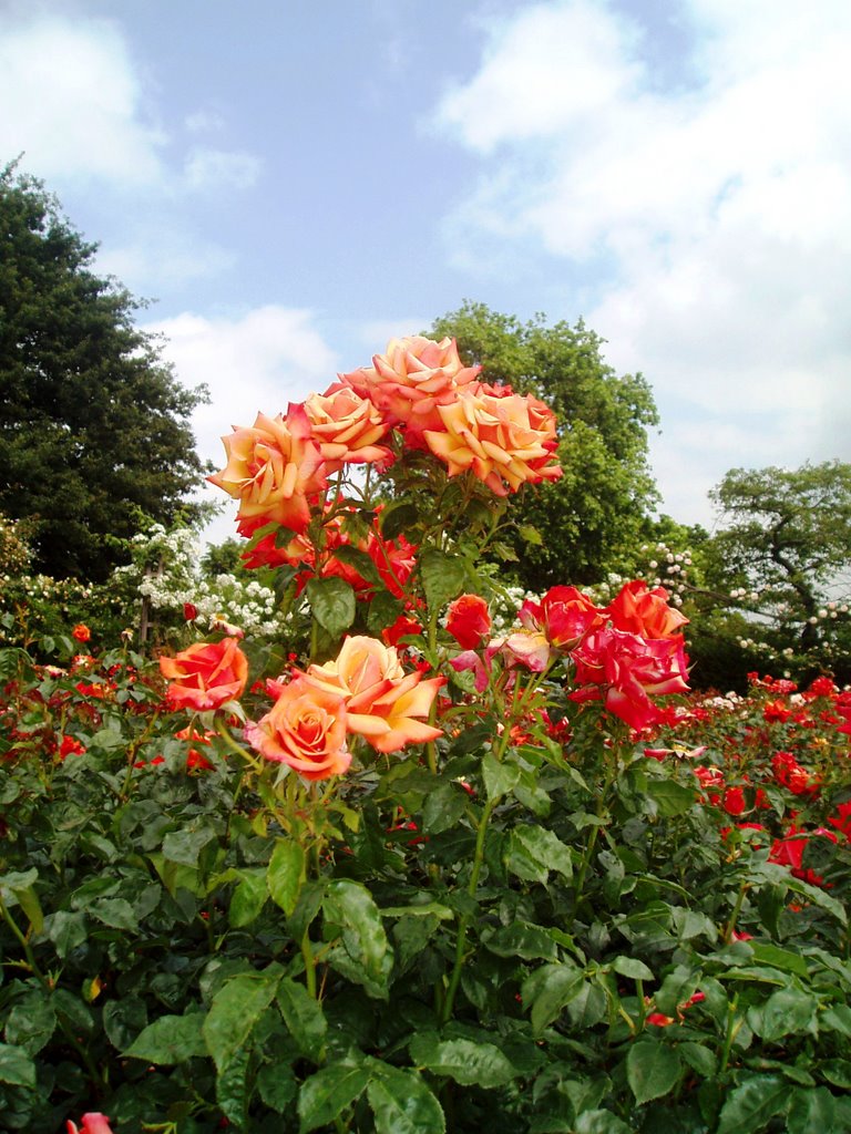 Beautiful roses in Regent Park by Vasily  Vlasov