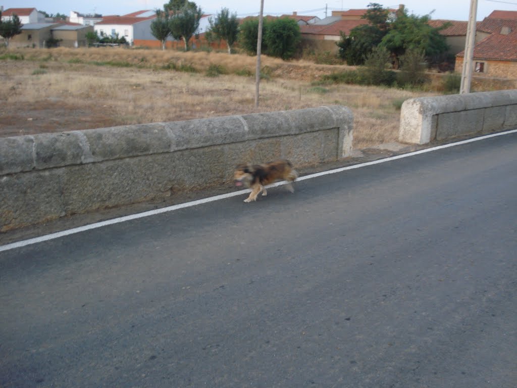 PUENTE by TRANS AM