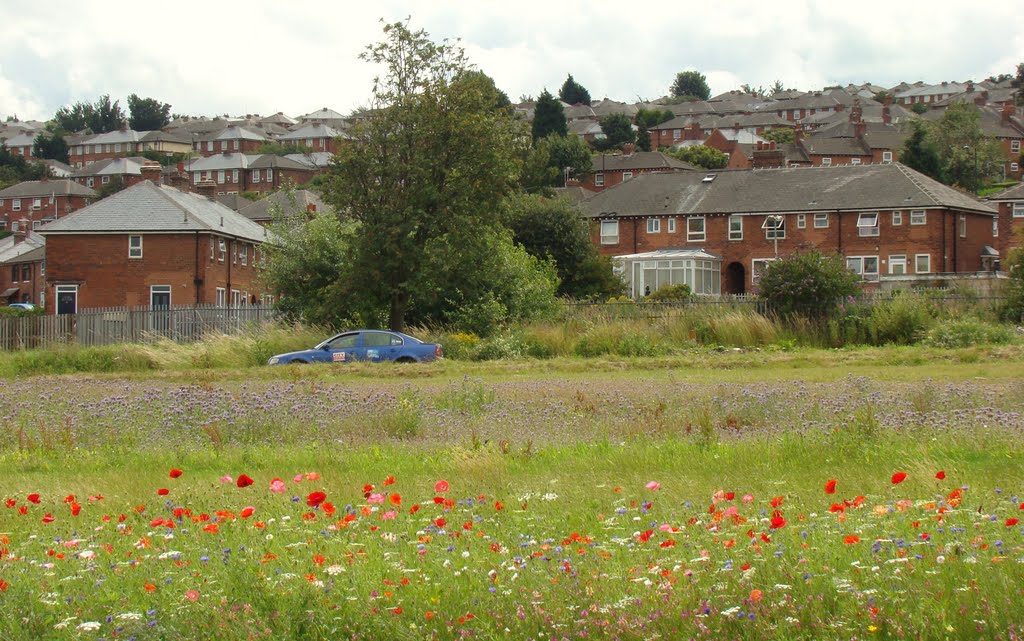 Wild flower meadow with Wybourn behind, Sheffield S2 by sixxsix