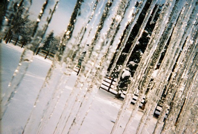 Olney Icecicles - pfranch.org by Potter's Field Ranch