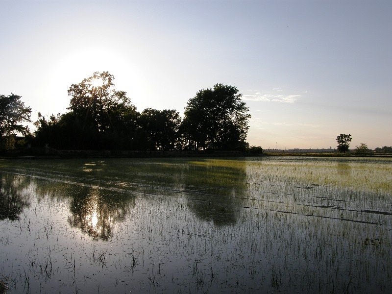 Rise field, Torriano by Cin Cin