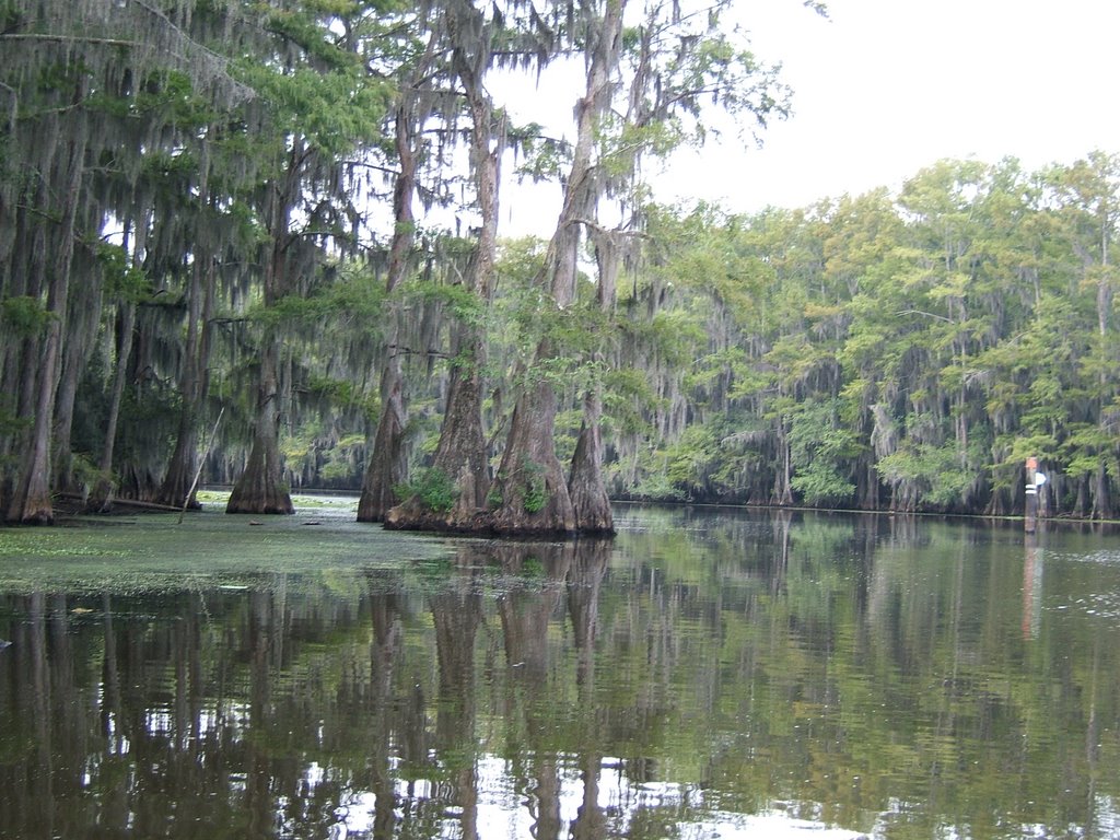 Alligator Bayou by gman195674