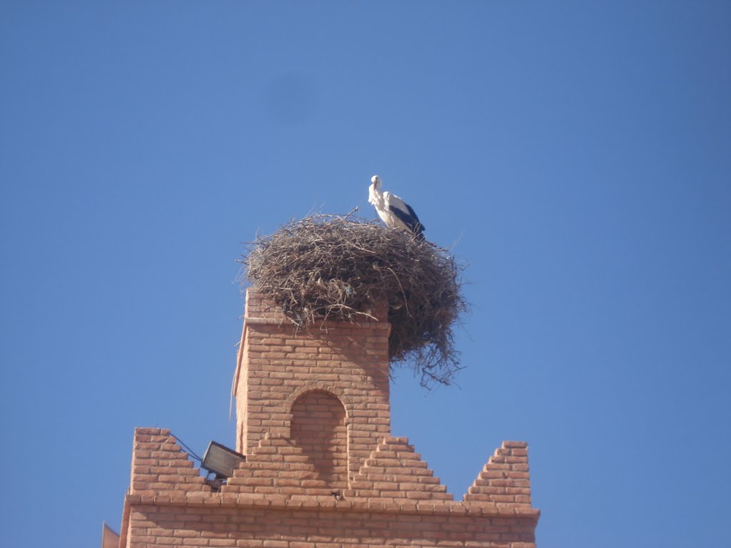 Cigogne sur la mosquée de ain douz by zaki13000