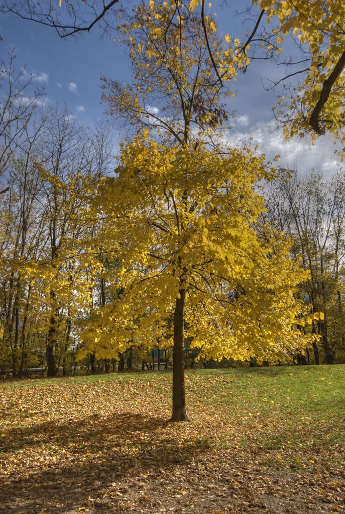 Herbst im Ferdinand-Wolf-Park by Schneidenbach