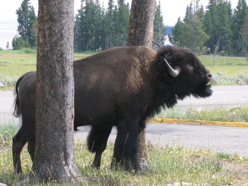 Buffalo Rubbing at Lake Lodge by Paul Battaiola