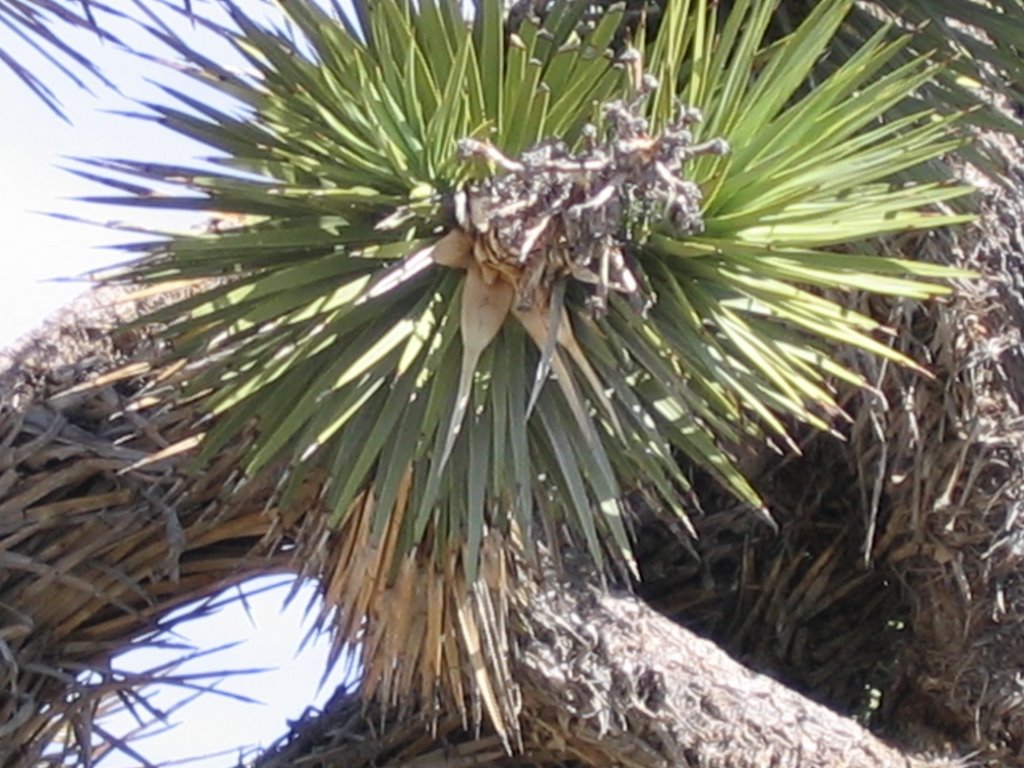 Cactus South Central Nevada by Paul Battaiola