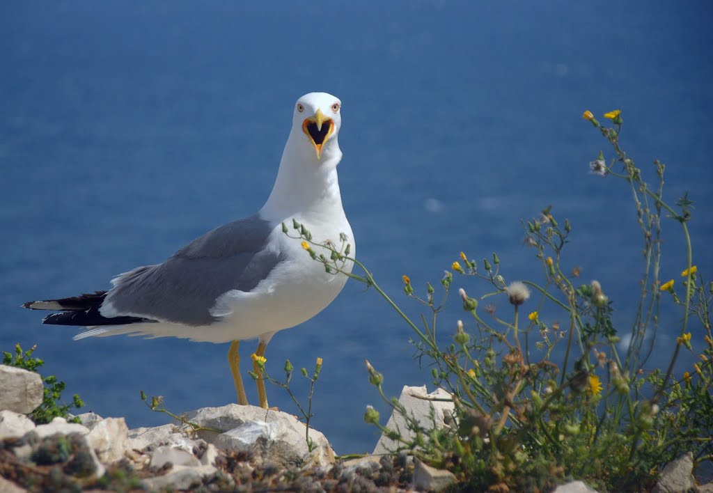 Злая чайка, angry sea-gull by Igor Fedotenkov