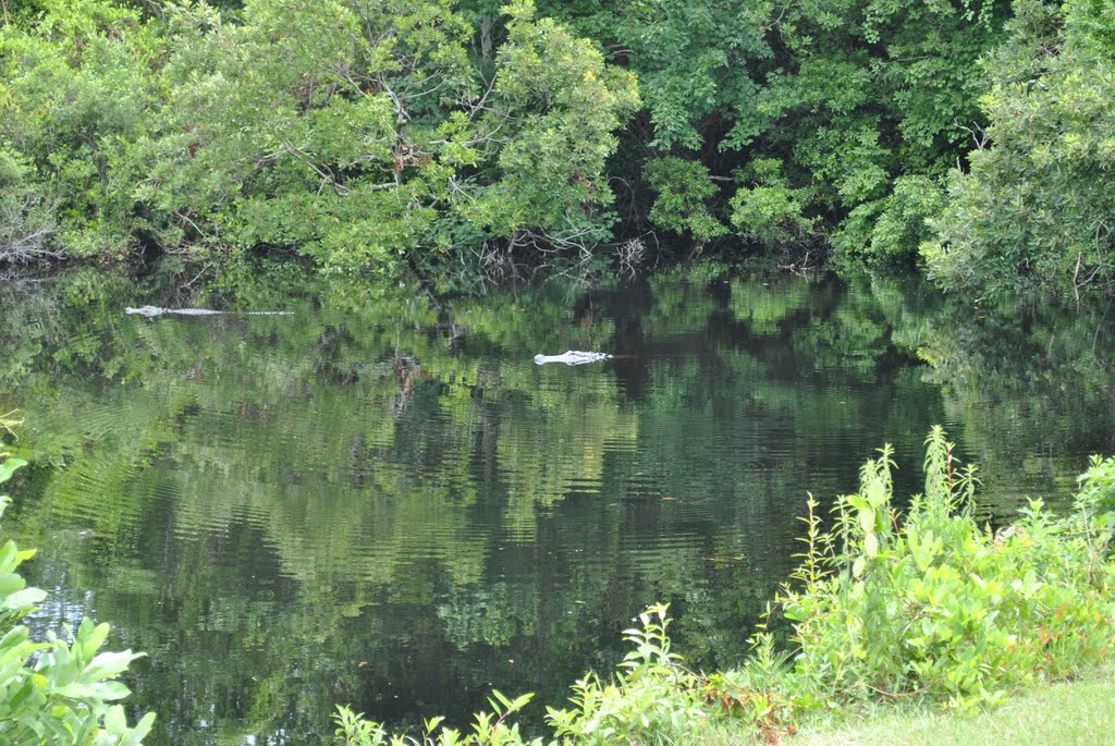 Couple of gators by Jeepster