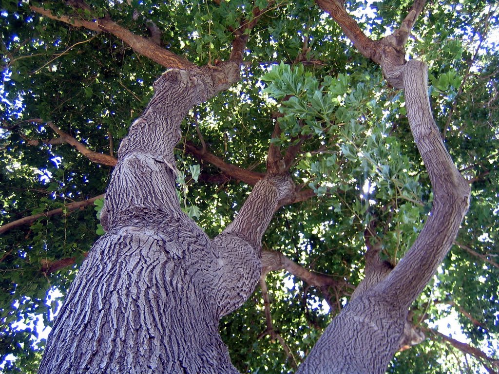 Tree in Crowe Park, Boulder City by cdthoma