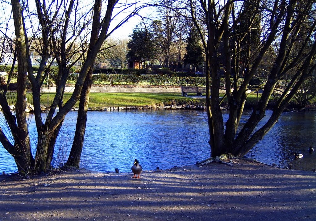 River Avon through Wilton by Rosalyn Hilborne (♦Rosa♦)