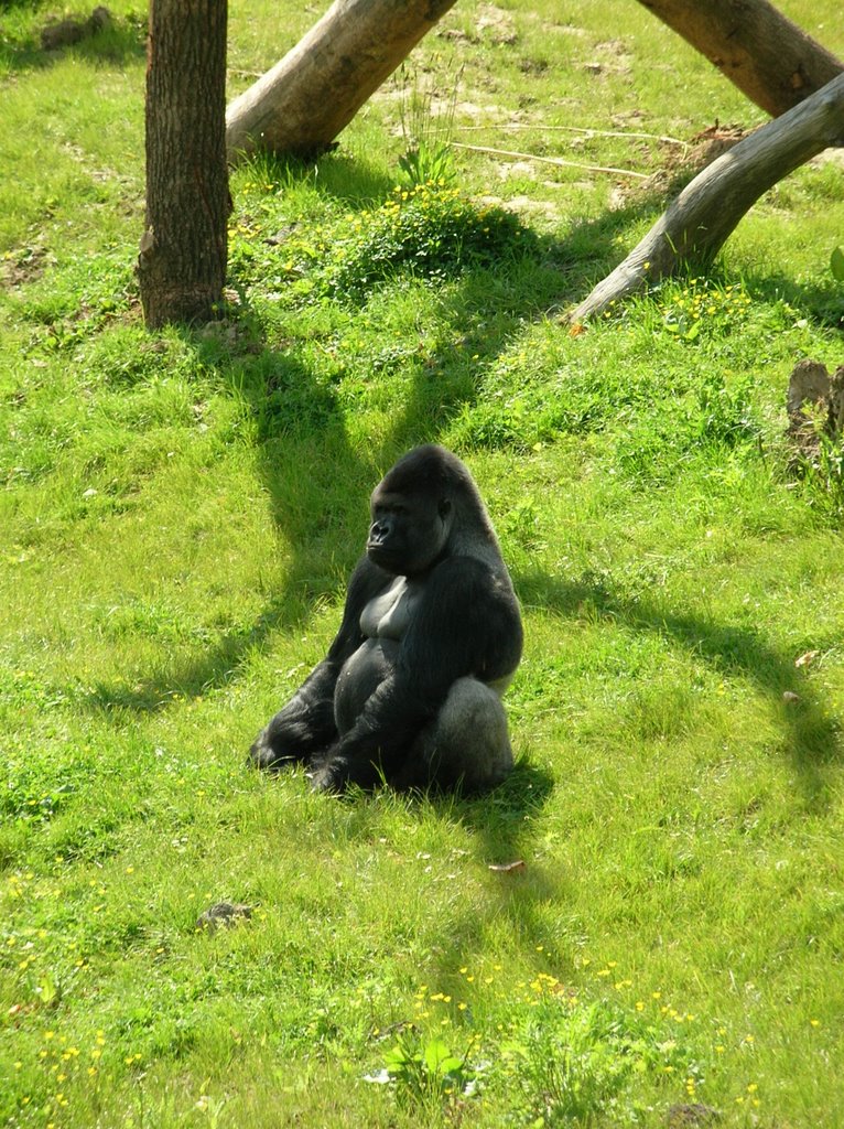 Westelijke laagland gorilla - Gorilla gorilla gorilla, GAIA Park, Kerkrade by reluk & taschke,misp…