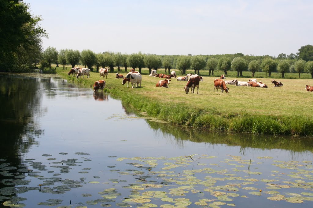 Cows at Langbroekerdijk; Driebergen-Rijsenburg. by Carl030nl