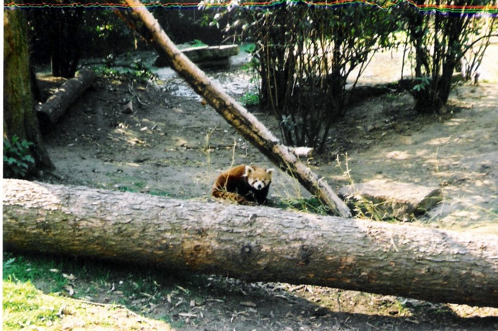 Kleine Panda, Zoo Van Antwerpen ,Belgie by reluk & taschke,misp…