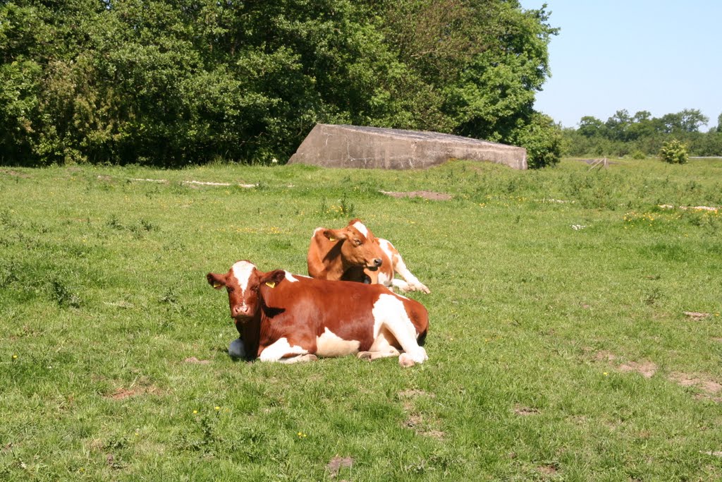 Bunker and cows at Fort Vechten-Bunnik. by Carl030nl