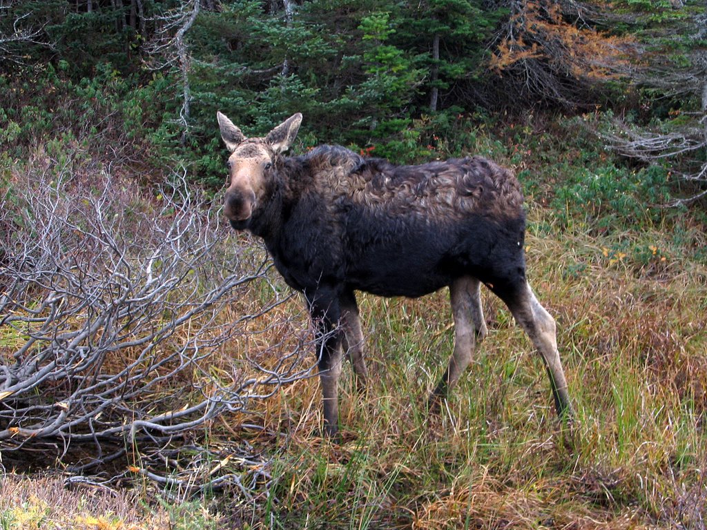 Baby Moose standing in ditch by Howie Hennigar