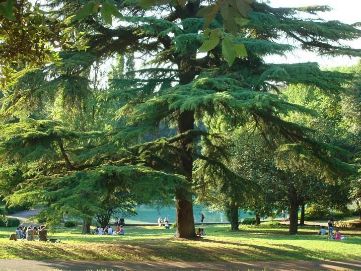 Primavera a villa Borghese by Fabrizio Faber