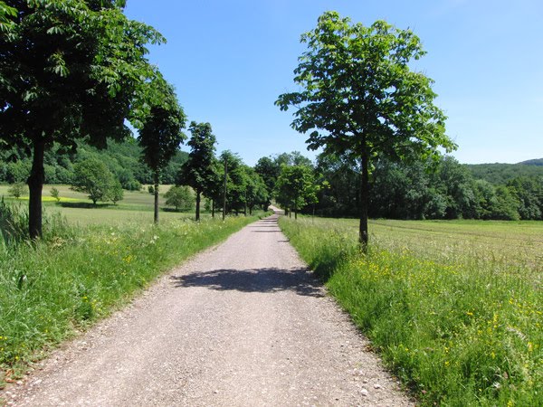 Lainzer Tiergarten 06-2010 by Marek1969