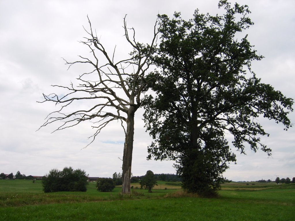 Lebensbäume by hawepoti