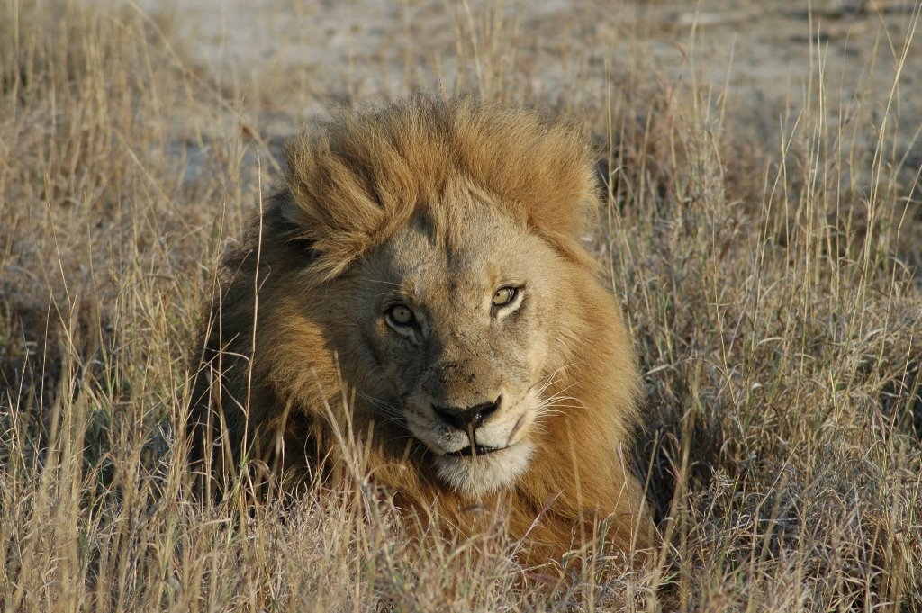 Lion Portrait, Timbavati Nat.Res., ZA by José Pedro Fernandes