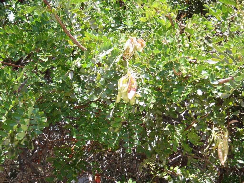 Tara .Caesalpinia spinosa. by Ricardo Martini