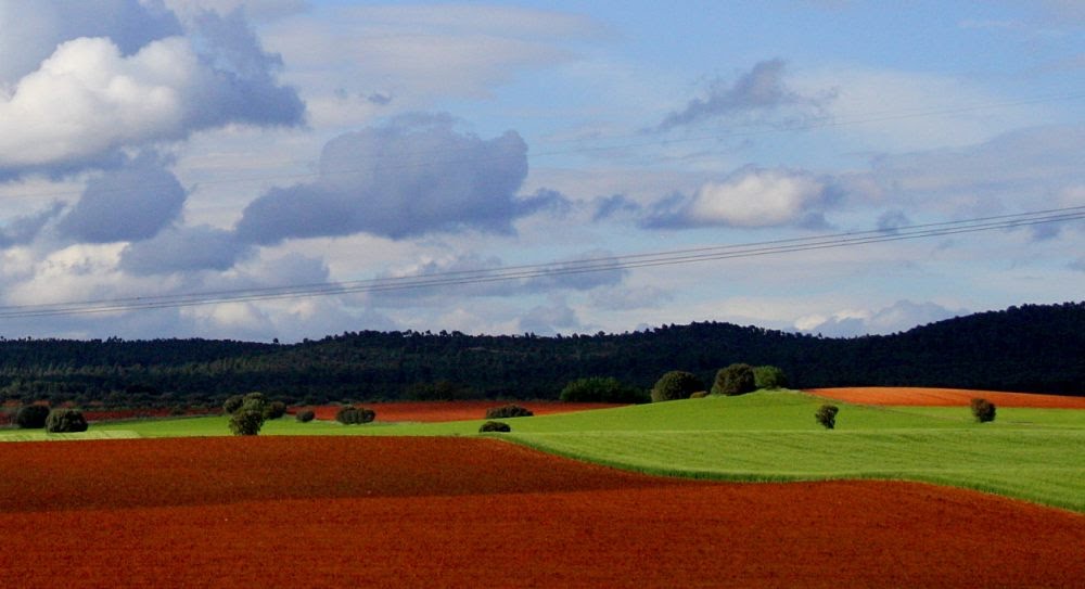 CAMPOS by Angelmaximo