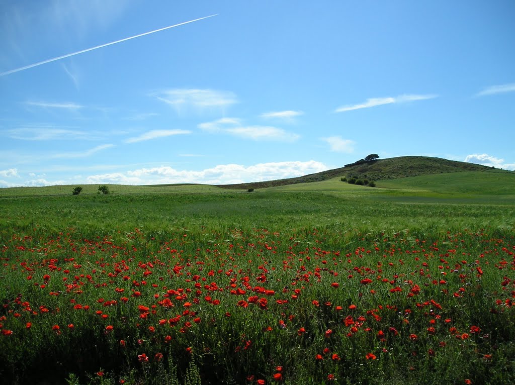 Primavera castellana (Para Conce) by Analbor