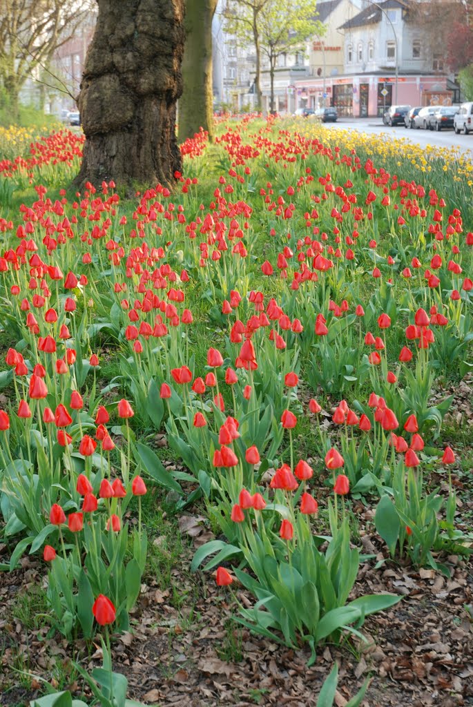 Rote Tulpen in Hamburg/ Eimsbüttel by vp_hmbg-PRO PANORAMIO