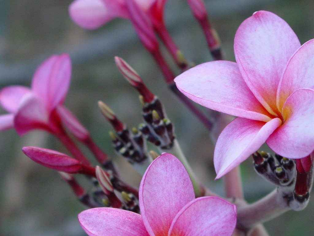 029 Tropical flower--Plumeria by ©Toodleberry