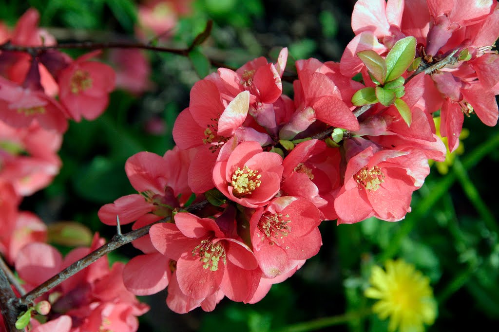 Spring in red by Cottius