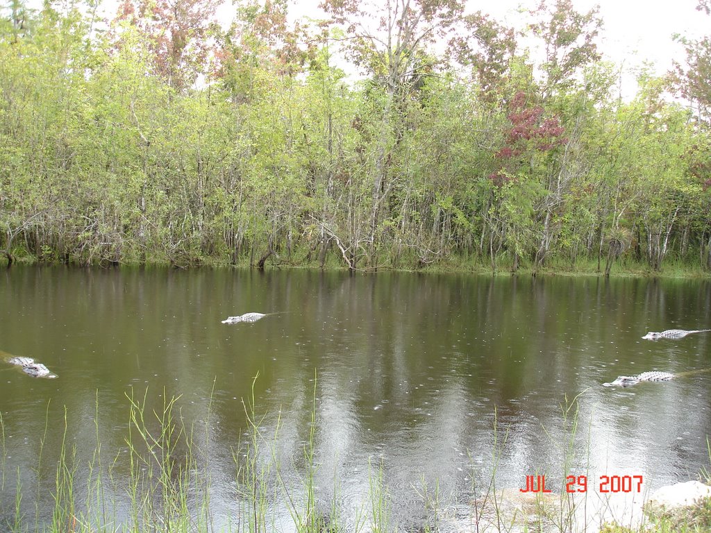 ALLIGATORS IN SOUTH FLORIDA by cjtill