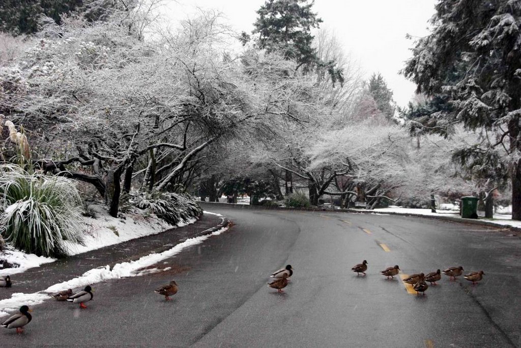 Duck crossing by Rom@nce