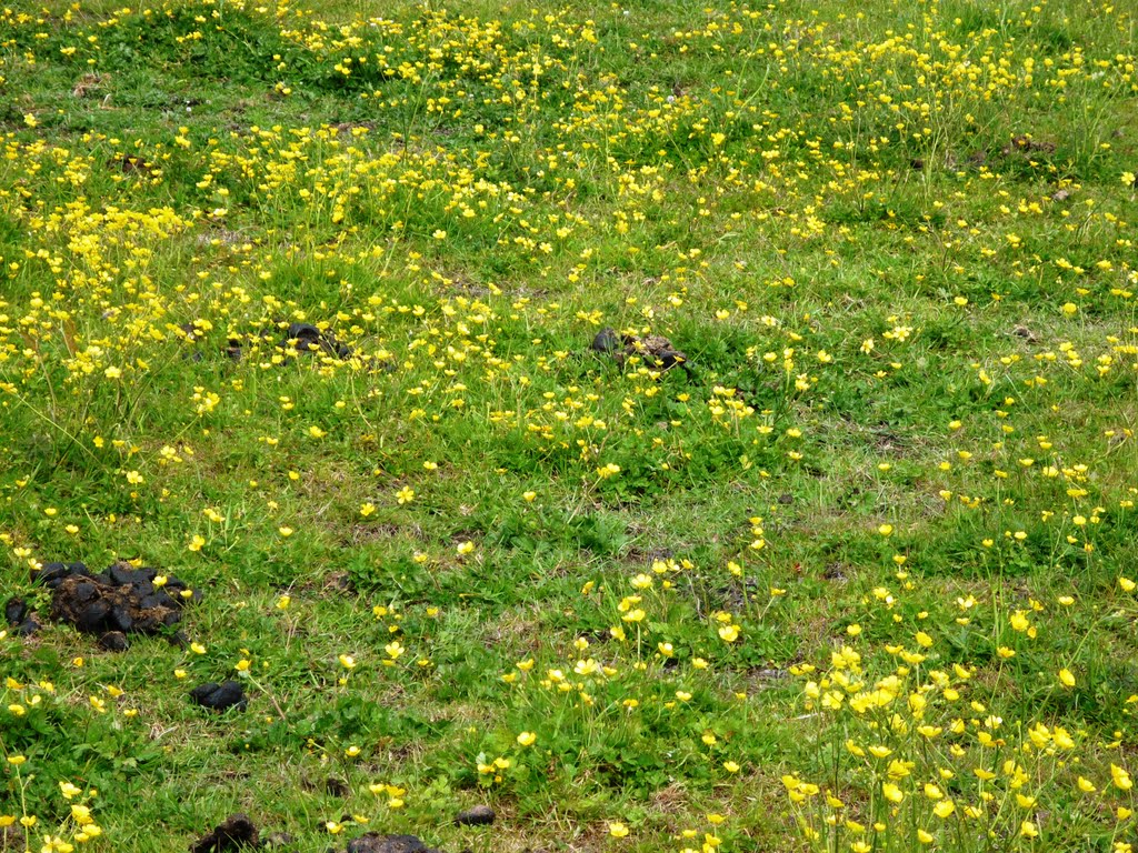 Buttercups in Connemara by DSankey