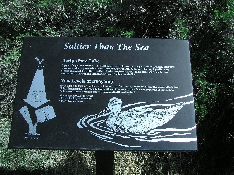 Saltier Than The Sea by Sven Escher