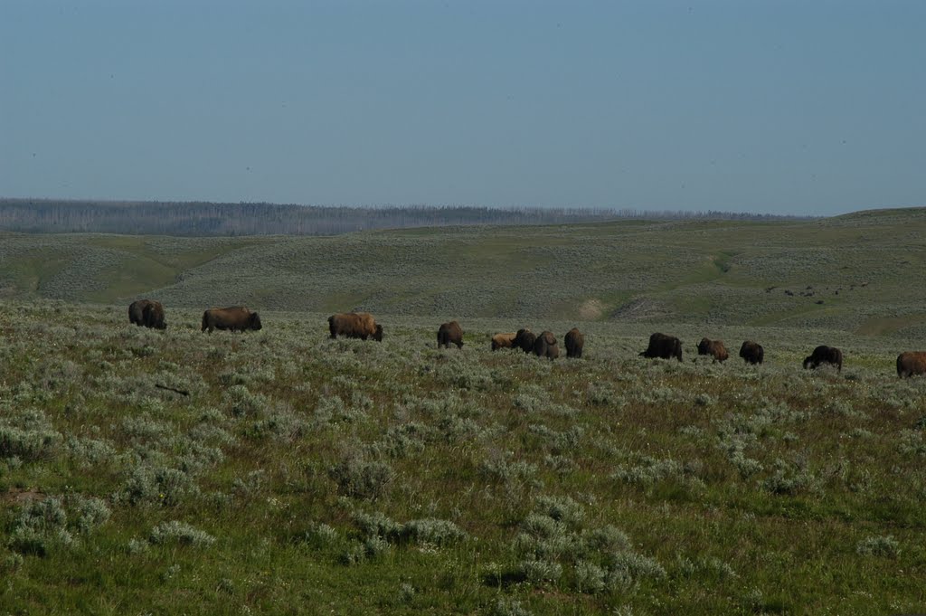 Yellowstone-8 by Yun wonchin