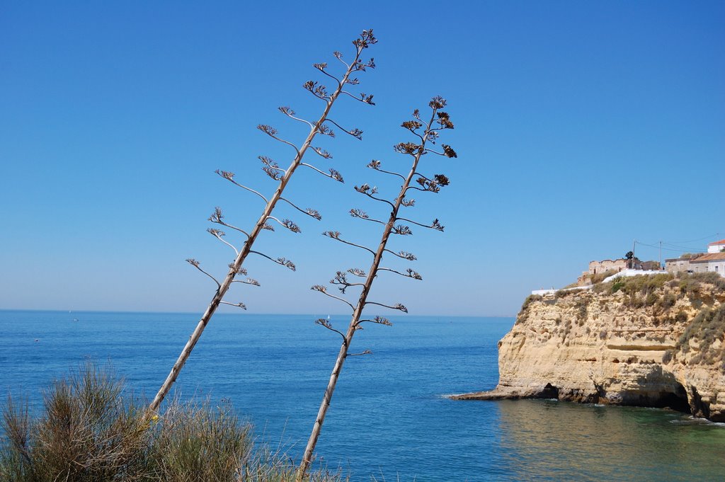 CARVOEIRO by Luca Brassi