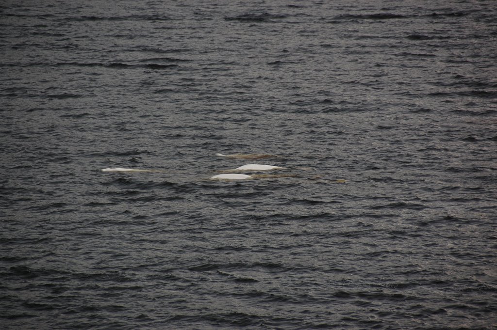 Bélugas, Saguenay Fjord, Rivière-Ste. Marguerite, août 2006 by fagista