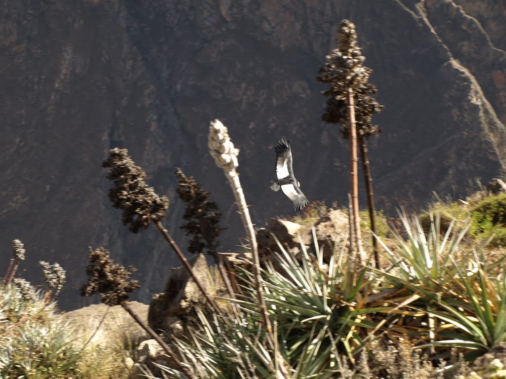 Andean Condor in Colca Canyon by Hans R van der Woude