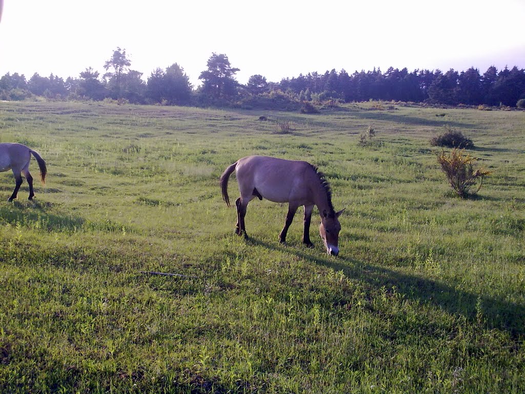 Przewalski-Pferde in Erlangen Tennenlohe by andreas!