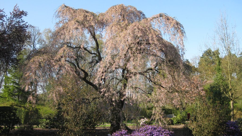 Springblossoms by janmatthieu