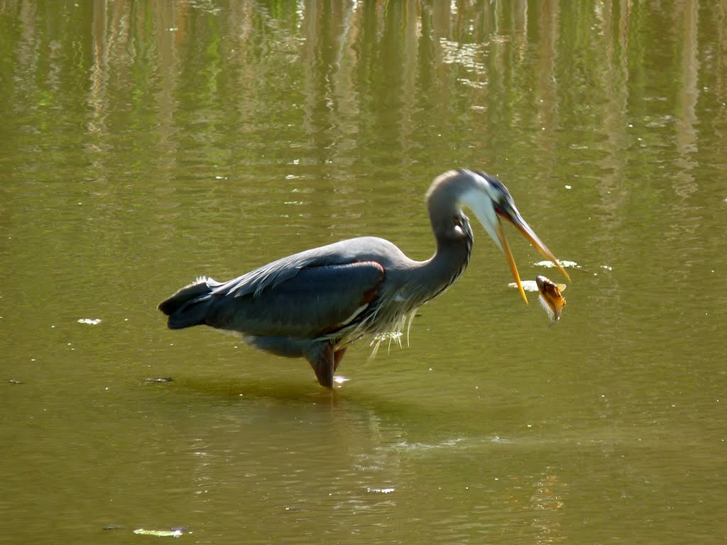 Great Blue Heron - Green Trail, Port Dalhousie by tripester